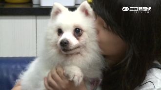 與毛小孩玩耍　細毛插眼引急性結膜炎