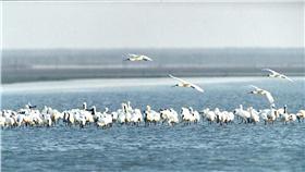 黑面琵鷺 台南市政府