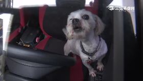 珊ro狗)車關狗4天2400