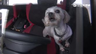 男友住院太焦急　女誤將狗關車內3天