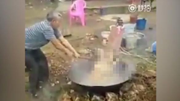 老農民嚐香肉　滾燙大鍋活煮拉不拉多