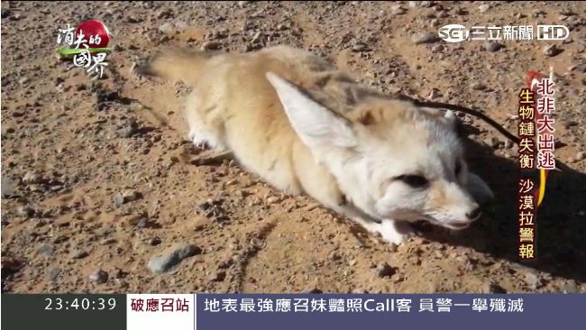 綠洲漸消失　小王子的小狐狸回不去了