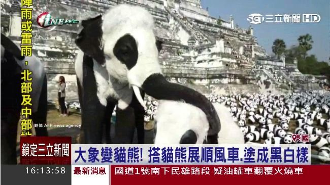 模仿貓熊吸客　泰國將大象塗成黑白色