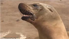 海獅（翻攝Andrea else hahn臉書）