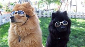 狗,毛小孩,護目鏡,Doggles Eyewear臉書