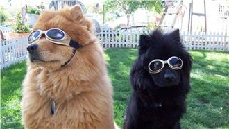 狗狗不愛抱抱？學者：撫摸讚美比較好