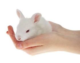 cosmeticanimaltestingpictures