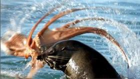 ▲圖／翻攝自もっこす推特
https://twitter.com/moccosmoco/status/711219209389215744