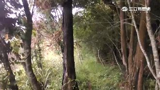 白飯煮出變紅色？阿里山古道詭譎傳說