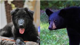 黑狗
https://www.flickr.com/photos/philippeclerjon/4650900396/in/photolist-85VV2a-85Z5DS-855SuV-aaPhJE-aaLsP8-cqWXdj-ftN8Dk-csvV3C-csvVbN-4rUG1J-C4bjst-cMB8hQ-7GczmP-4tSVAu-fu3trA

黑熊
https://www.flickr.com/photos/gwp57/8046872146/in/photolist-dg5jJW-9CYR8g-jqAAw5-9CYR7r-okF7wM-8S1tut-pHLUNP-ou28fi-zCcxxv-oxkRJU-oaMM3x-cnGkWJ-DD2K8E-nf1wy6-cjD3mm-pLoR9f-AAgdoT-8czFRB-bBrKb9-qCBddQ-nWidE9-hr3uiM-qoYwtM-oPMWnf-gcWM6k-kwuxry-bH9LbV-qYdo6a-9AhbWW-8ysNeF-6vnbaG-ciUHXL-kkZc8-nDymhQ-9tSkJj-iR9d2H-bP7rWF-oaLzEN-csGXky-dhFdg6-8WN3FA-ajCf5x-ou2mmP-oaMW6H-cw9ryA-4BEa27-bowDtw-djvbmc-3EFepg-9Ah9zL