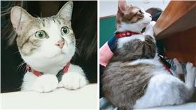 喵星人,貓奴,鏟屎官,貓,寵物,萌,可愛