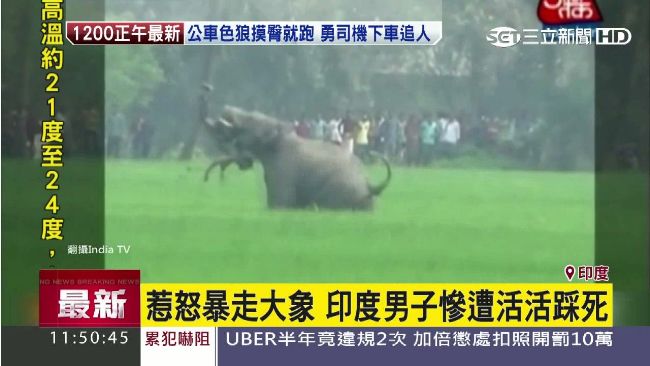 驚悚！男子惹怒大象　慘遭活活踩死