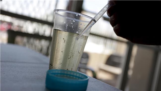 里約疑似茲卡、屈公病案例激增