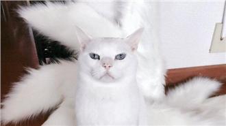 九尾貓現身！貓星人與道具巧妙融合