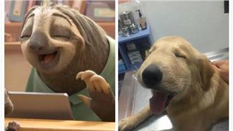 黃金獵犬被叮成樹懶　腫臉憨笑超療癒