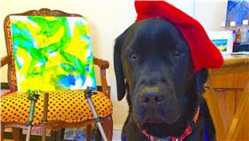 Dogvinci 畫家狗狗
https://www.facebook.com/DaggerCanineArtist/