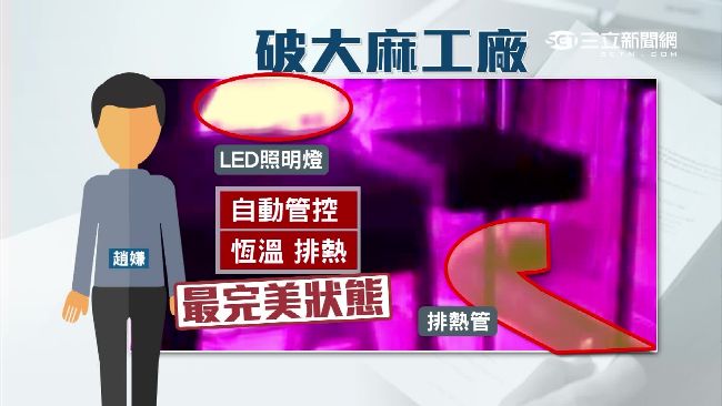 旅外藥劑師歸國　郊區蓋溫室種大麻