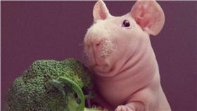 天竺鼠（https://www.instagram.com/p/-JEmCQoFlO/）