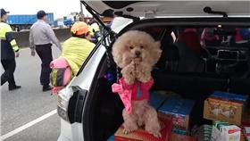 紅貴賓拜媽祖。（圖／翻攝自YouTube）