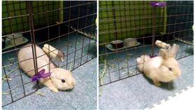 兔子（圖／翻攝自ppp518,twitter）https://twitter.com/ppp518