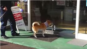 日本爆紅狗狗自己開門/youtube