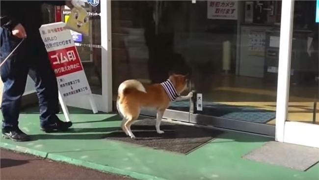 狗狗按「犬用」開門鈕　替客人開門