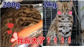 石虎,保育類,絕種,長大▲圖／翻攝自YouTube、《貓徑地圖王小明》臉書