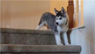 影／哈士奇學下樓梯　嗚咽求救超萌