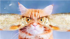 俄羅斯攝影師拍貓咪
https://www.instagram.com/hobopeeba/?hl=zh-tw