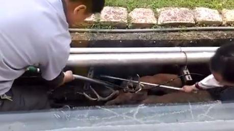 梅花鹿遭野狗追　摔排水溝痛到哀號