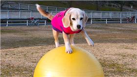 日本米格魯打破金氏記界紀錄
翻攝自金氏記界紀錄官網
http://www.guinnessworldrecords.com/news/2016/3/national-puppy-day-video-purin-the-talented-beagle-breaks-record-walking-on-gi-421704