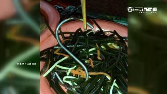 吃海帶絲咬到大鐵鉤　客人差點斷牙