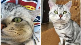 貓,鬍鬚,燒焦（圖／翻攝自貓咪也瘋狂俱樂部)https://www.facebook.com/groups/Crazymomi/permalink/1247034725316044/