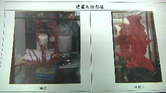 闖民宅偷珊瑚　笨賊遇警埋伏自摔就逮