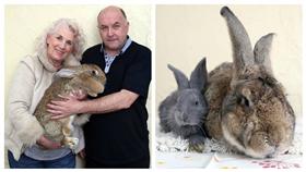▲同飼主連破巨兔世界紀錄。（圖／翻攝自《鏡報》） http://www.mirror.co.uk/news/weird-news/meet-worlds-longest-rabbit-jeff-7639132#nav-panel