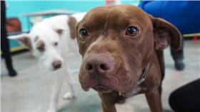 美國可以認養狗狗的咖啡廳
https://www.facebook.com/TheDogCafe.LA/timeline