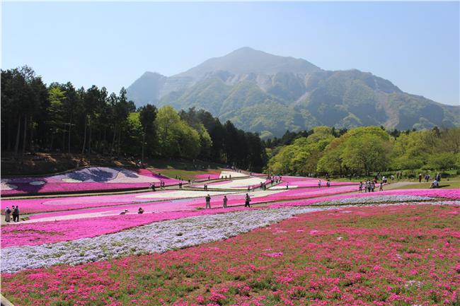 絕景！東京近郊　綿延到天邊櫻花地毯