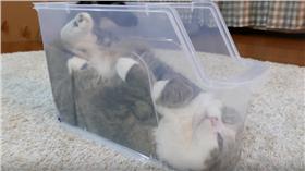 紙箱貓Maru鑽透明塑膠盒
https://www.youtube.com/watch?v=7TrxeJpxJcY