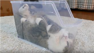 紙箱貓Maru　這次硬擠扁扁塑膠盒