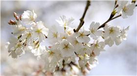 花、天氣、氣候、太陽、晴天、好天氣（圖／路透社／達志影像）