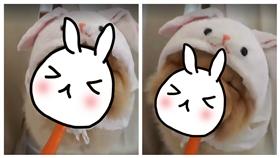 ▲鬆獅犬扮復活節兔子超萌。（圖／翻攝自Tobypuff臉書）
https://www.facebook.com/tobypuff/
