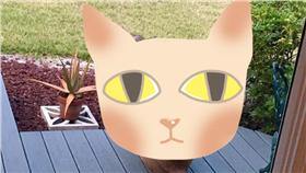 ▲圖／翻攝自FWC Fish and Wildlife Research Institute臉書
https://www.facebook.com/FWCResearch/posts/1333352753347454:0