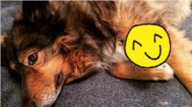 ▲圖／翻攝自wolfspitzen Instagram
https://www.instagram.com/wolfspitzen/