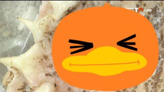 鱈場蟹佈滿綠斑點　專家：盡量別吃