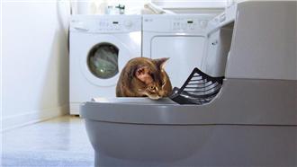 多圖／全自動貓馬桶　喵星人心得曝光