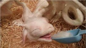 羊毛氈,龍,手作品,狗,精靈,寵物