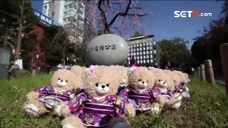 因應陸客限縮　航空業推櫻花熊搶日客