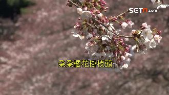 日櫻花季創「粉嫩」商機　收益多兩成