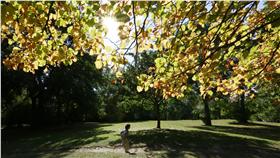 太陽、陽光、晴天、好天氣（圖／路透社／達志影像）