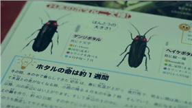 螢火蟲、日本廣告、電燈泡、LED（圖／翻攝自Youtube）